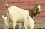 Kids of cloned goat thrive