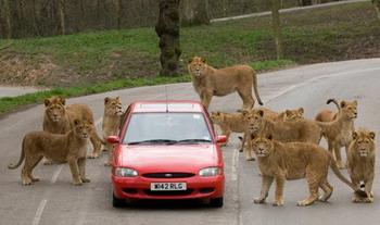 The pride of lions at Knowlsey Safari Park in Merseyside circle the Ford, while keeping a close eye on the camera.