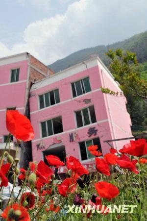 Flowers bloom on ruins of Beichuan.