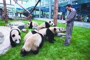 Thousands of visitors flocked to Beijing Zoo on the first day of the May Day holiday. They were there to see six pandas, newly-arrived from Sichuan province.