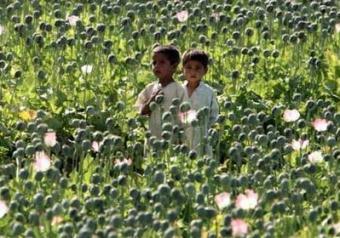 Afghan boys stand in a poppy field as U.S Marines patrol a village in Golestan district of Farah province, May 5, 2009.REUTERS/Goran Tomasevic