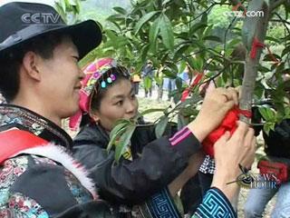 Tree planting is a local wedding custom meaning life and growth. The idea is particularly appealing to these twenty couples.(CCTV.com)