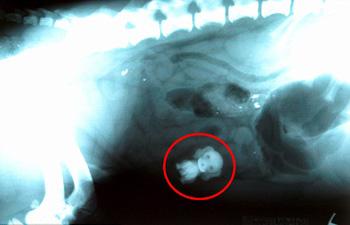 Enlarge Dog eats dog: An X-ray of spaniel Alfie's stomach after he ate a toy puppy
