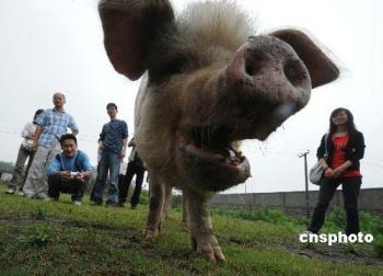 The strong pig, or Zhu Jianqiang, takes a stroll near the new museum.[China News Service]