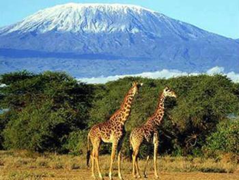 Kilimanjaro mountain, the highest mountain in Africa, in northeast Tanzania near the Kenya border, rising in two snow-capped peaks to 5,898.7 m (19,340 ft). (File Photo)