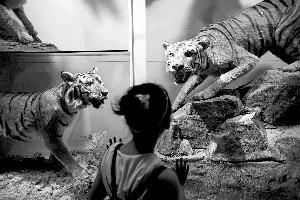 On May 17, the first day the National Animal Museum opened to the public, a girl is watching a specimen of South China Tiger.
