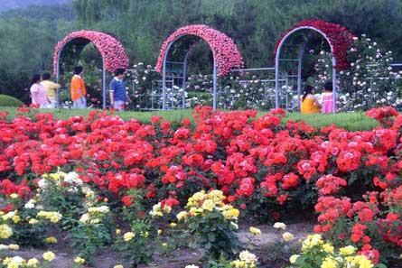 “Chinese Rose Cultural Festival” will be open at Beijing Botanical Garden until June 2.
