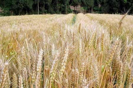 Urban families are invited to harvest wheat