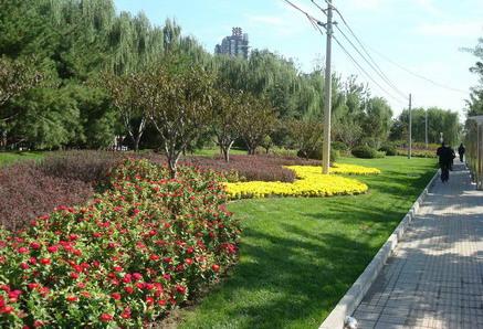 Beijing greenbelts will adopt Chinese roses in a large scale because they are easily cared for and have a long blooming period.