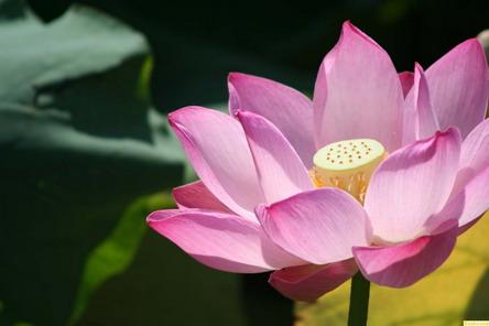 The 13th Lotus Flower Show opens at Beihai Park