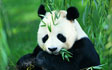 China’ s National Treasure——Giant Panda