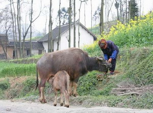 Economic Challenges for Rural China 