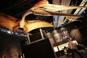 A visitor looks at a reconstructed biological model of a 'Quetzalcoatlus northropi' at the 'Pterosaurs; Rulers of the Skies in the Age of Dinosaurs' exhibition at The National Museum of Emerging Science and Innovation in Tokyo, in this June 28, 2008 file photo. (Photo: China Daily)