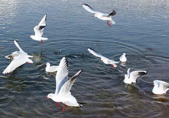 Photo taken on Jan. 13, 2009 shows the living black-headed gulls in the wetland on the bank of the Yellow River in Liujiaxia Township in Yongjing County of northwest China's Gansu Province, China. Tens (Xinhua Photo)