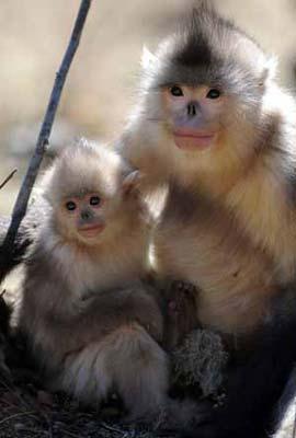 Yunnan golden monkeys (rhinopithecus roxellanae) are seen at the Baima Snow Mountain State Nature Reserve in Diqing Tibetan Autonomous Prefecture, southwest China's Yunnan Province, Feb. 8, 2009. The number of Yunnan golden monkeys has risen from more than 500 in 1983 to around 1,300 at present at the nature reserve thanks to the protection efforts of local government and residents. There are some 2,000 Yunnan golden monkeys altogether in China. Yunnan golden monkeys, of which only China boasts, are a kind of animals listed in Category I of the Chinese Wildlife Protection Act and one of the most endangered animals in Appendix 1 of the Convention on International Trade in Endangered Species of Wild Fauna and Flora (CITES), and on the Red List of the International Union for Conservation of Nature and Natural Resources (IUCN). (Xinhua Photo)
