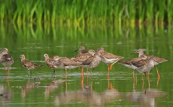Photo from Hong Kong Mai Po Nature Reserve.