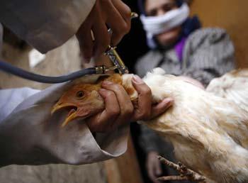 An Egyptian health worker gives vaccinations to chickens at a house near Menoufia, 80 km (50 miles) north of Cairo January 1, 2008. (Xinhua/Reuters File Photo)
