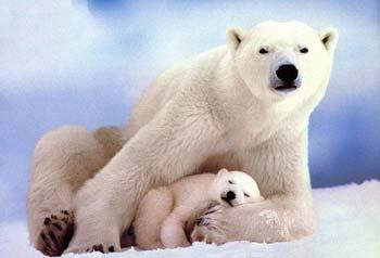 Northern nations have begun to hold talks in Norway for finding better ways to protect polar bears in a warming climate,
