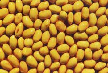 Certain proteins found in the yellow garden pea appear to help lower blood pressure and delay, control or even prevent the onset of chronic kidney disease, at least in rats