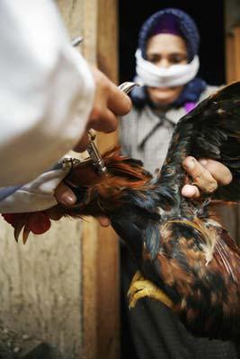 Egypt confirms 59th human case of bird flu: WHO