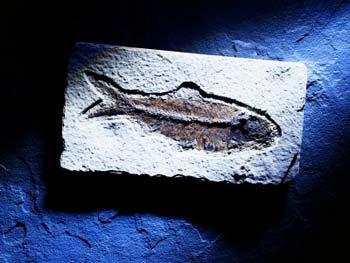 Fish Fossil(File photo)