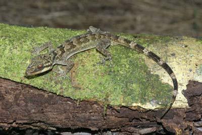 The Cyrtodactylus bent-toed gecko which is believed to be new to science is pictured in this undated handout photo. It was discovered in dense rainforest during a Conservation International (CI) led Rapid Assessment Program (RAP) expedition of Papua New Guinea's highlands wilderness in 2008. Jumping spiders, a striped gecko and a chirping frog are among more than 50 new species discovered in Papua-New Guinea, the environmental group Conservation International reported on March 24, 2009.[Agencies