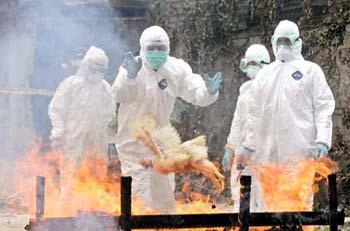 in protective suit throw a slaughtered chicken into fire during a joint bird flu prevention drill 