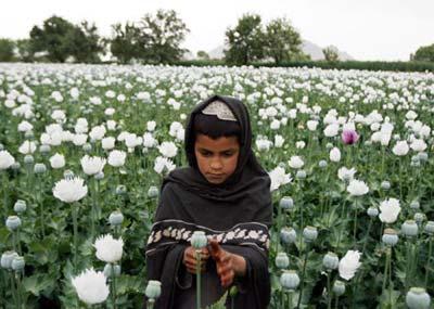 An Afghan boy works in a poppy field in Musa Qala, Helmand province, March 28, 2009. [Agencies]