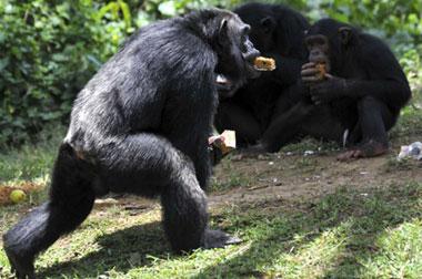 The oldest alpha male chimpanzee in Uganda known as Zakayo eats a piece of cake on his 44th birthday at Uganda Wildlife Education Centre (UWEC) in Entebbe town, 42km (25 miles) south of capital Kampala, August 15, 2008. (Xinhua/Reuters, File Photo)