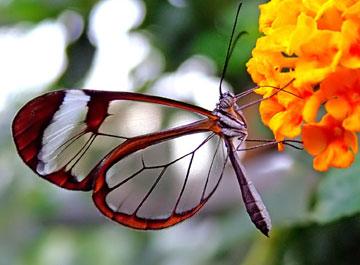 Experts: butterflies soaring higher due to climate change in Himalayas region  