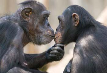 Researchers found that female chimpanzees mate more frequently with males who often share meat with them.