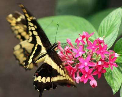 A butterfly stays on a flower in Mindo forest reserve, about 100 km northwest of Quito, Ecuador, April 12, 2009. Nearly 3,200 species of butterflies exist in this tropical forest. A lot of species are endangered. (Xinhu