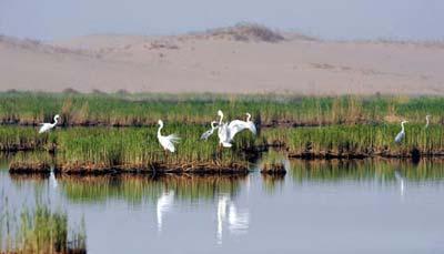 Picture taken on April 14, 2009 shows a view of the Shahu nature reserve in northwest China's Ningxia Hui Autonomous Region. Shahu is home to nearly 200 species of birds. (Xinhua photo)