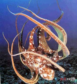 A study has revealed all octopuses, cuttlefish and some squid are venomous.