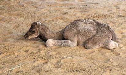 The world's first cloned camel Injaz is seen at the Camel Reproduction Centre in Dubai, April 15, 2009. The female one-humped camel was born on April 8, created from cells harvested from the ovary of an adult she-camel which were grown in culture before being frozen in liquid nitrogen. (Xinhua/Reuters Photo)