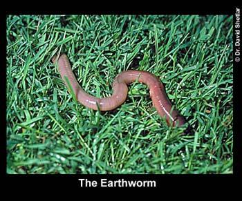 Earthworms may help dealing with trash