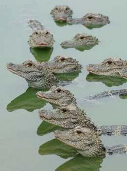 Yangtze alligators, one of China's more endangered species