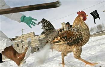 The death toll of the human cases of bird flu is 23 so far in Egypt.
