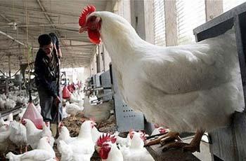 Egypt is the most affected country by the deadly avian influenza outside Asia. 