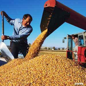  Rigid domestic demand for grain crops has forced China to turn its back on corn and rapeseed, the traditional raw materials used by the West for bioenergy production,