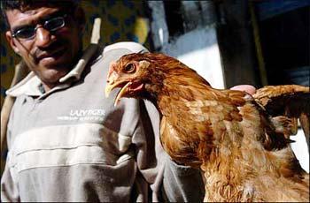 Egypt is the most affected country by the deadly avian influenza outside Asia. 