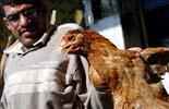Egypt reports 25th death of bird flu