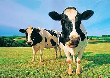 Scientists have finished the genome sequence of cows
