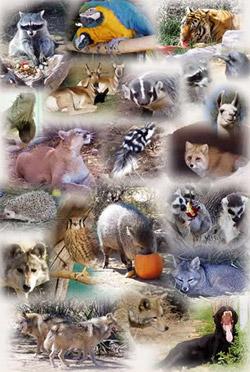 Zoo in SW China microchips endangered animals