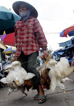 Vietnamese Ministry of Health confirmed on Friday that a 23-year-old Vietnamese woman from northern Thanh Hoa province died of bird flu.
