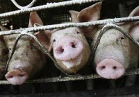 Deadly outbreak of swine flu in US,