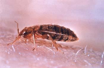 Bed bugs are tough to eradicate and can produce a wide range of reactions