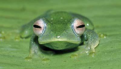 A frog of the new species 