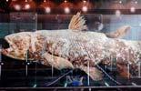 "Living fossil" fish on display in Indonesia