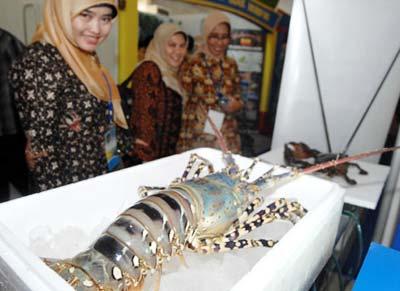 Visitors look at a lobster during the International Ocean Science, Technology and Industry Exhibition, part of the World Ocean Conference (WOC), in Manado of Indonesia, May 11, 2009. Nearly 70 countries and regions sent their items to the exhibition, opened here on Monday.(Xinhua photo)